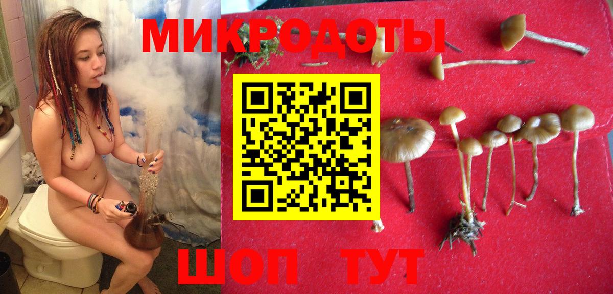 Галлюциногенные грибы Psilocybe Киржач